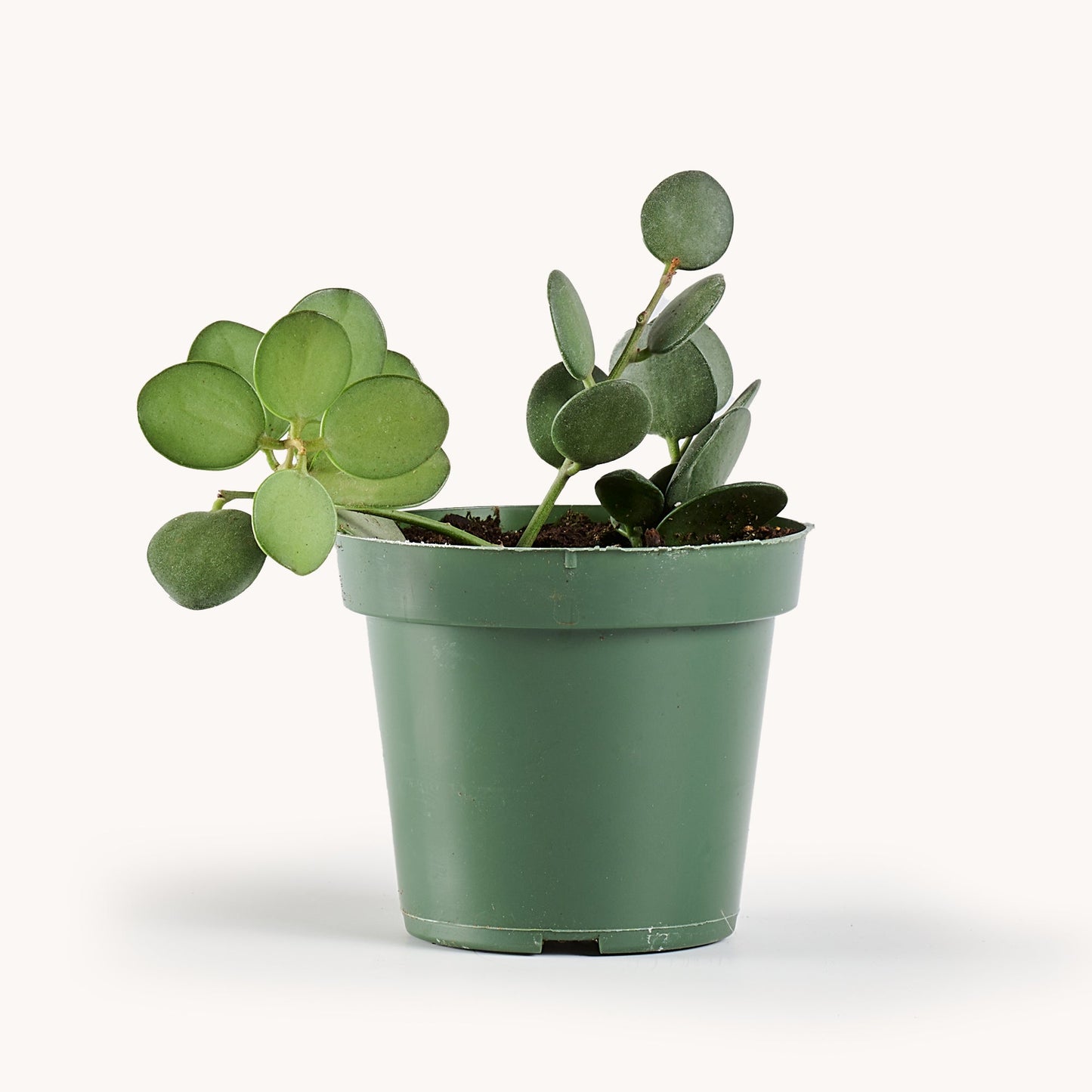Silver Dollar Vine