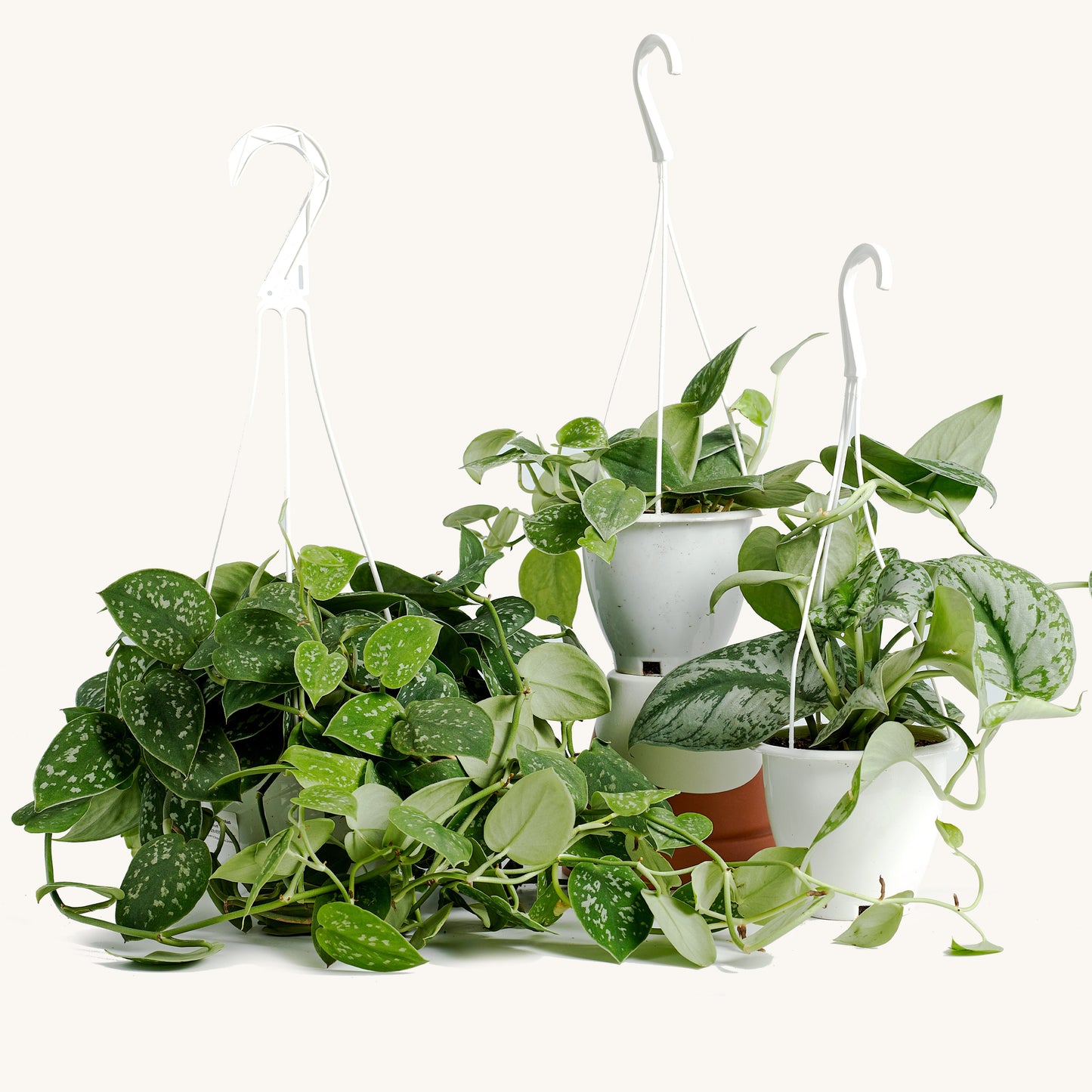 Scindapsus Hanging Basket
